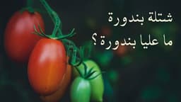 شتلة بندورة ما عليا بندورة؟