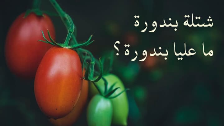 شتلة بندورة ما عليا بندورة؟